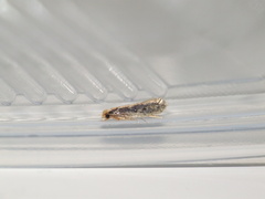 Monopis crocicapitella