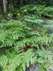 Pteridium aquilinum latiusculum