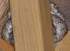 Pantherophis guttatus