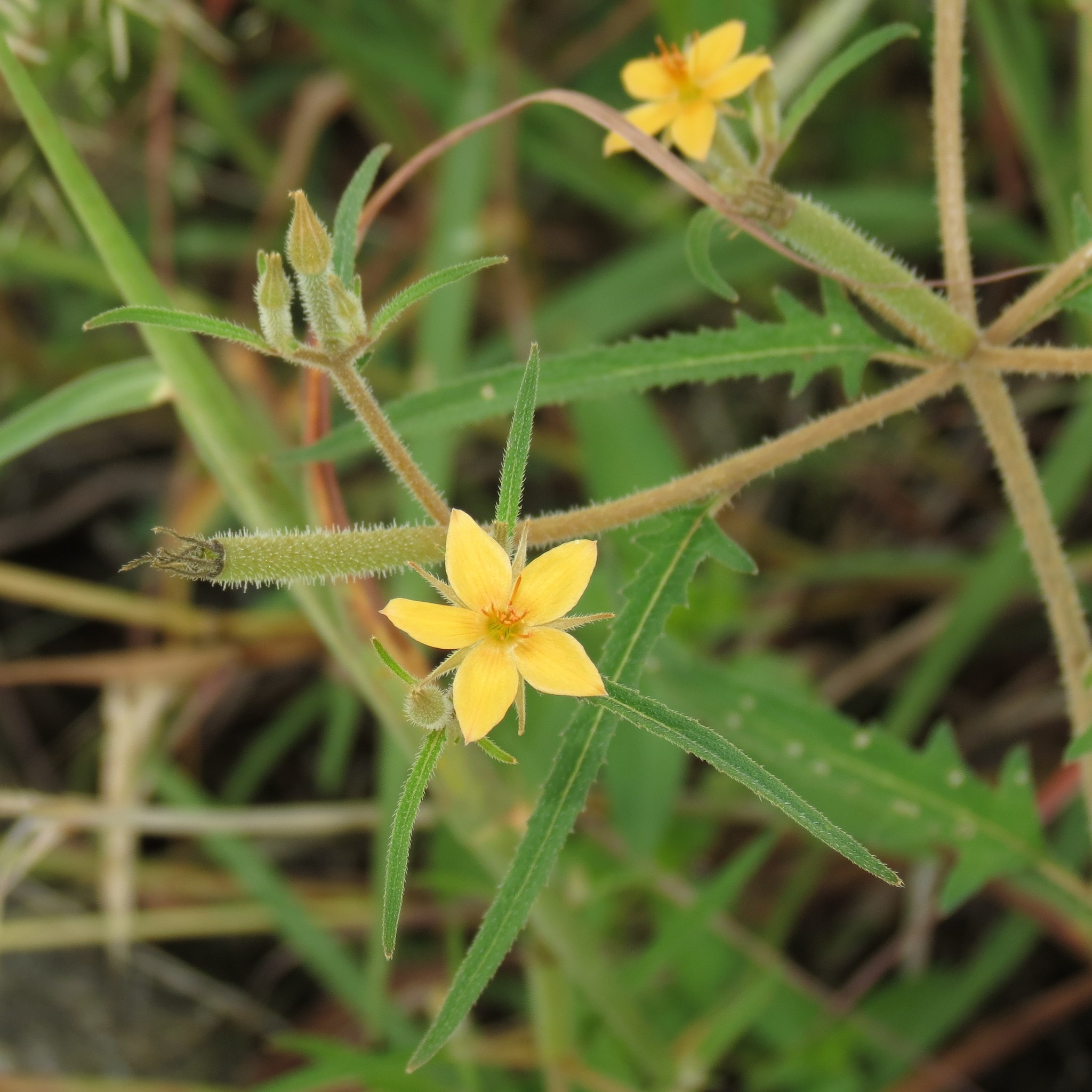 Mentzelia isolata
