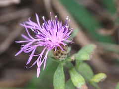 Centaurea nigra