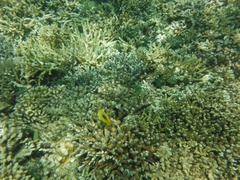 Chaetodon speculum