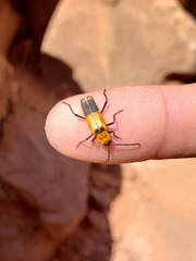 Chauliognathus fasciatus