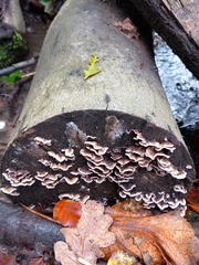 Chondrostereum purpureum