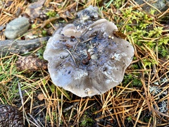 Tricholoma