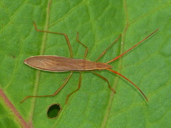 Protenor belfragei