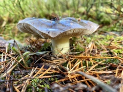 Tricholoma