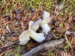 Tricholoma