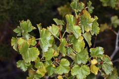 Ribes cereum cereum