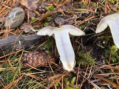 Tricholoma