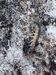Scolopendra viridis