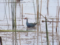 Porphyrio poliocephalus