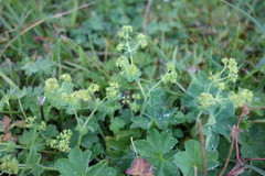 Alchemilla vulgaris