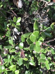 Arctostaphylos nummularia