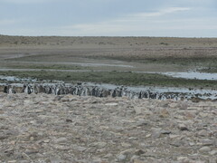 Spheniscus magellanicus