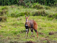 Tragelaphus sylvaticus