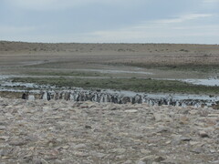 Spheniscus magellanicus