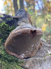 Phellinus