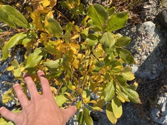 Salix hookeriana