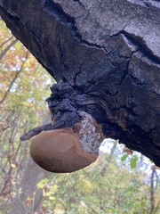 Phellinus