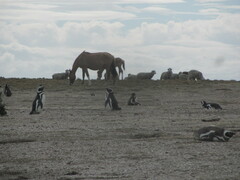 Spheniscus magellanicus