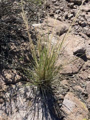 Aristida adscensionis