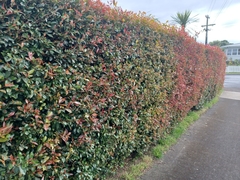 Austropuccinia psidii