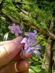 Hyacinthoides