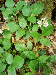 Rubus fruticosus