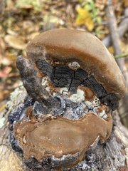 Phellinus
