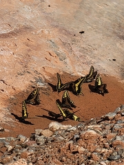 Papilio polyxenes rudkini
