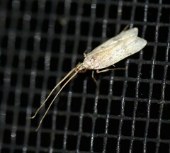 Lecithocera