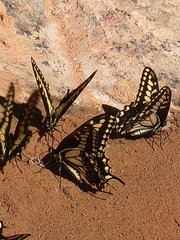 Papilio polyxenes rudkini