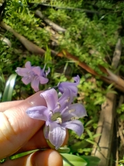 Hyacinthoides