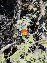 Sphaeralcea ambigua