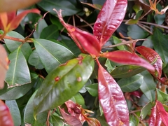 Austropuccinia psidii