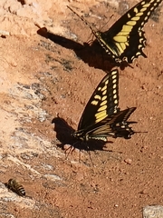Papilio polyxenes rudkini