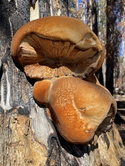 Inonotus