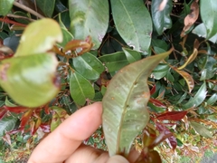 Austropuccinia psidii