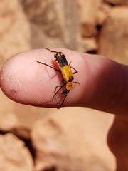 Chauliognathus fasciatus