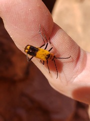 Chauliognathus fasciatus