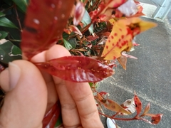 Austropuccinia psidii