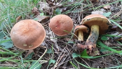 Suillellus queletii