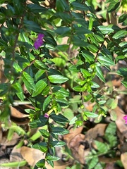 Cuphea hyssopifolia