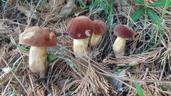 Suillellus queletii