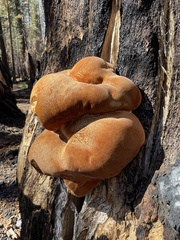 Inonotus