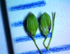 Dichanthelium acuminatum