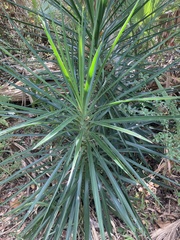 Yucca aloifolia