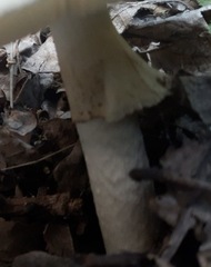 Amanita phalloides