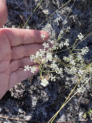 Polygonella polygama